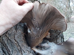 Pleurotus