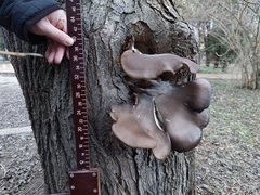 Pleurotus