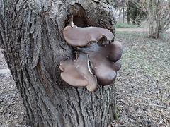 Pleurotus