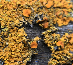 Xanthomendoza