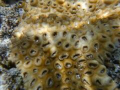 Palythoa tuberculosa