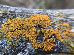 Xanthomendoza