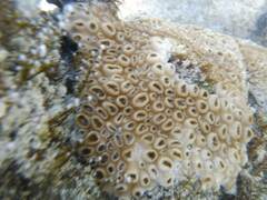 Palythoa tuberculosa