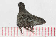 Glossonotus acuminatus