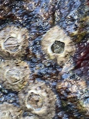 Amphibalanus improvisus