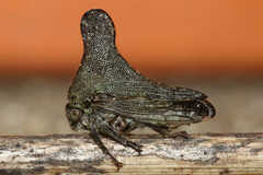 Glossonotus acuminatus