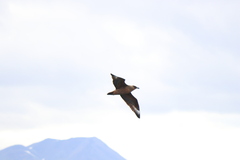 Stercorarius chilensis