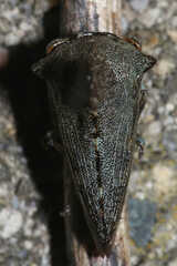 Glossonotus acuminatus