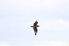 Stercorarius chilensis