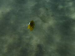 Chaetodon lunula