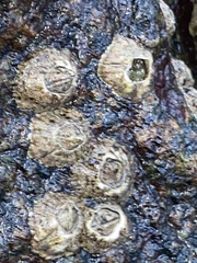 Amphibalanus improvisus