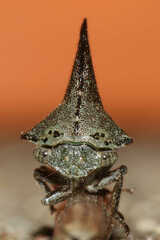 Glossonotus acuminatus