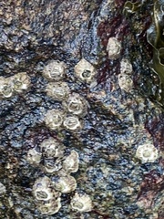 Amphibalanus improvisus