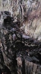 Oniscidea