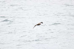 Stercorarius chilensis