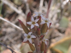 Adromischus sphenophyllus