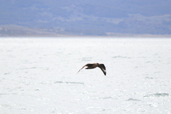 Stercorarius chilensis