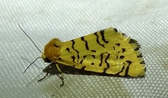 Chrysoecia atrolinea