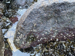 Amphibalanus improvisus