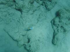 Rhinecanthus aculeatus