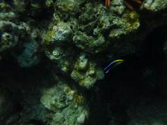 Labroides phthirophagus