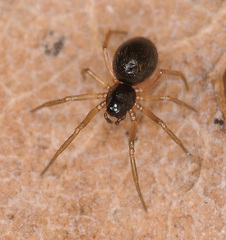 Agyneta rurestris