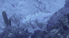 Epinephelus striatus