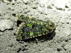 Paramiana smaragdina