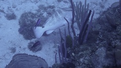 Epinephelus striatus