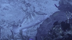 Epinephelus striatus