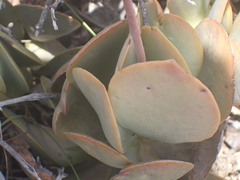 Adromischus sphenophyllus