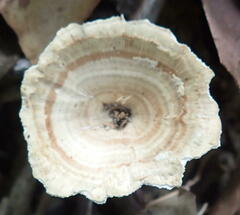 Microporus xanthopus