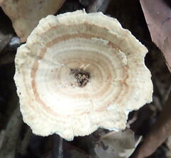 Microporus xanthopus