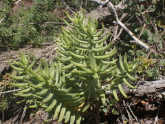 Crassula tetragona