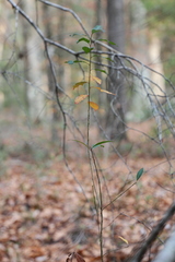 Ditrysinia fruticosa