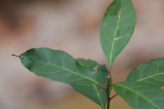 Ditrysinia fruticosa
