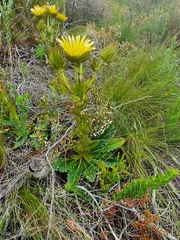 Berkheya carlinoides