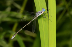 Lestes forcipatus