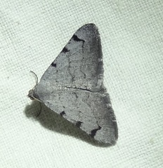 Digrammia triviata