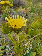 Berkheya carlinoides