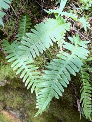 Polypodium