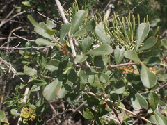 Searsia longispina