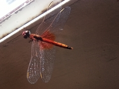 Erythrodiplax corallina