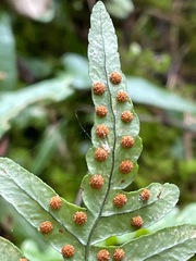 Polypodium