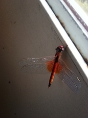 Erythrodiplax corallina