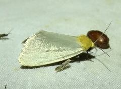 Chrysoecia thoracica