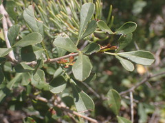 Searsia longispina