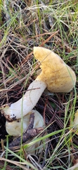 Suillus pungens