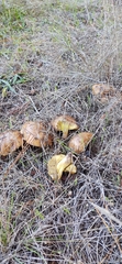 Suillus pungens