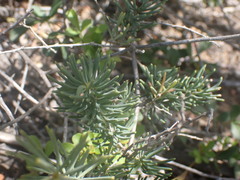 Asparagus crassicladus